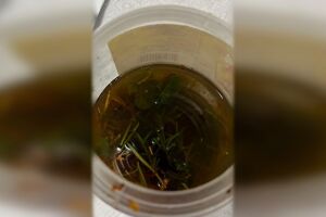 Bebê brasileiro é intoxicado com mistura de álcool, maconha e tabaco na fronteira (vídeo)