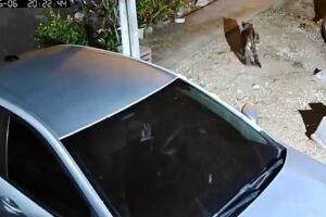 'Ficamos reféns', diz família que teve casa 'visitada' por onça pela 2ª vez em Corumbá (vídeo)