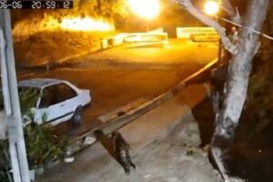 Após ataque a cão frustrado, onça volta novamente a casa em Corumbá (vídeo)