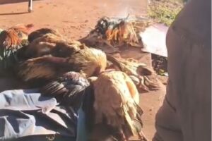 Galinhas amanhecem 'petrificadas' e morador faz fogueira para salv&aacute;-las em Ponta Por&atilde; (v&iacute;deo)