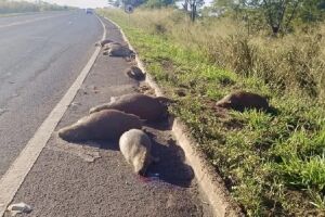 Família de capivaras morre atropelada na BR-267, próximo a Bataguassu