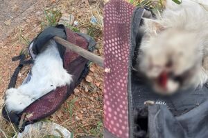 Tutora encontra Léo morto e com sinais de pauladas em Campo Grande