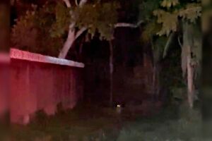 Onça é avistada em área residencial de Corumbá (vídeo)