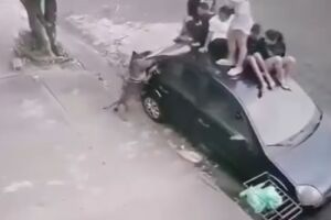 Crianças sobem em carro para se defender de ataque de Pitbull (vídeo)