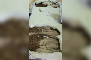 Droga estava escondida em meio a espuma do colchão: