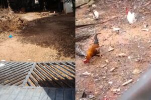 Port&atilde;o ca&iacute;do e v&aacute;rias galinhas circulam pelo quintal