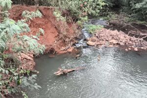 Tomando um sol: jacaré é encontrado em córrego onde criançada gosta de nadar no Bosque das Araras
