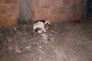 Cachorro dorme no frio no Mário Covas 