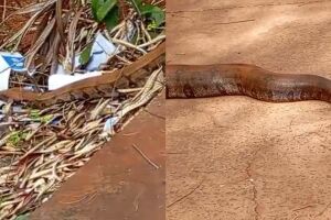 Jiboia chamou a atenção de moradores do Zé Pereira