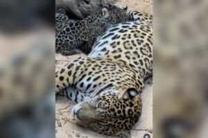 Maya tentando descansar equanto seus beb&ecirc;s brigam pelo 'tet&ecirc;'