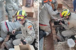 Bombeiros resgatam 13 filhotes de cachorro de cova aberta em cemitério de Nova Andradina