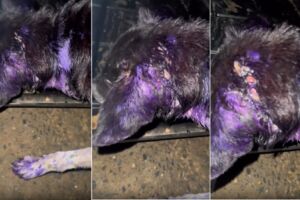 Cachorro é 'comido vivo' por larvas e tutoras são presas por omissão (vídeo)
