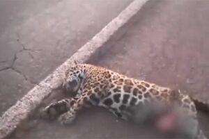 Onça-pintada morre atropelada na BR-262; 2&ordm; caso em menos de quinze dias