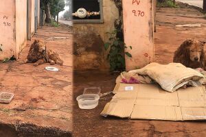 Cachorro esta abandonado em rua do Bairro Nova Lima