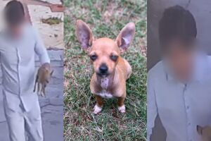 Cãozinho é levado por desconhecido e tutora faz apelo no Rita Vieira (vídeo)