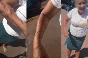 O animal foi abandonado pelos tutores durante a mudança e largado na rua