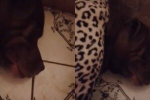 Família de cadeirante tenta salvar cachorro baleado no Batistão: 'chora de dor' (vídeo)