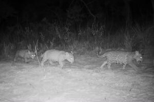 Trigêmeos andam com a mãe à noite 