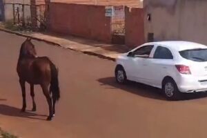 Cavalos 'rolezeiros' chamam atenção no Aero Rancho e motorista até pede 'informação' (vídeo)