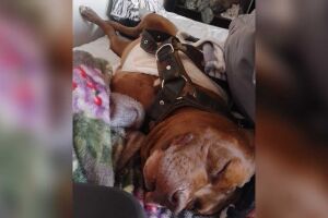 Mandrake em casa depois da cirurgia