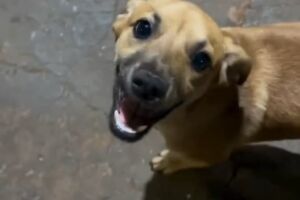 Caramelo fofo ganha saga nas redes para achar lar em Campo Grande