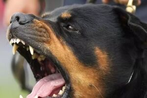 Cachorro escapa de casa e ataca idosa de 85 anos em Alcin&oacute;polis