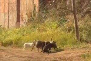 Pitbull solto ataca cachorro e arrasta para matagal no Riviera Park (vídeo)