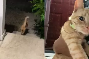 O gatinho foi descoberto após chegar em casa com um bilhete