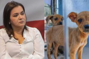 Adriane veta programa de castração e ignora superpopulação de cães e gatos em Campo Grande