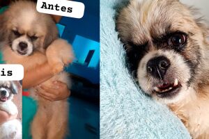 Ap&oacute;s dias de tratamento, cachorrinho est&aacute; melhor mas em observa&ccedil;&atilde;o