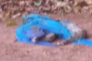 Mais uma: jiboia &eacute; vista 'lanchando' arara em Campo Grande (v&iacute;deo)