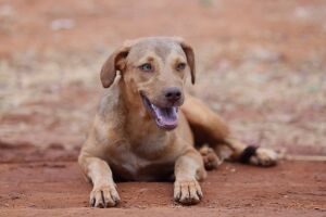 Animais de rua ter&atilde;o prioridade - ilustrativa 