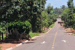 Enxame ataca pai e filho e vítima desmaia ao sofrer múltiplas picadas em Três Lagoas