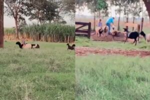 Menina viraliza e ganha comentário especial de Ana Castela ao apartar ovelhas em MS (vídeo)