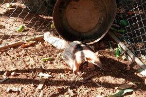 Tamanduá-mirim é resgatado por bombeiros após ser encontrado no quintal de casa em Corumbá