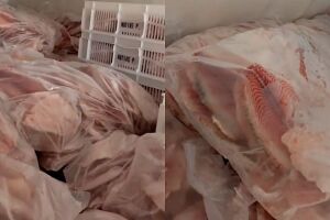 Cinco toneladas de pescado seriam lavados pra comércio da Capital
