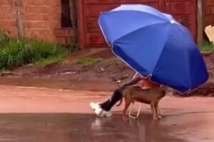 Se a vida der enxurrada, pesque! Morador é flagrado em pescaria no Noroeste durante chuva (vídeo)