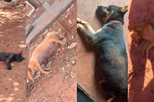 Homem é preso por matar mais de 20 cães e gatos envenenados em Brasilândia (vídeo)