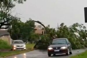 Chuva derruba árvore, bloqueia trânsito e alaga ruas no Residencial Oliveira (vídeo)