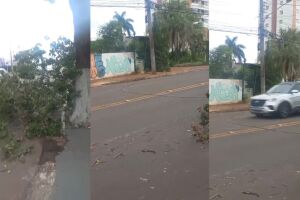 Galho de árvore cai em fio de energia e preocupa moradores na Joaquim Murtinho (vídeo)