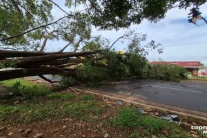Árvore de grande porte cai e bloqueia trânsito na Avenida Gunter Hans (vídeo)