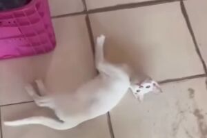 Homem chuta gato na rua e mulher reage com cadeirada (v&iacute;deo)