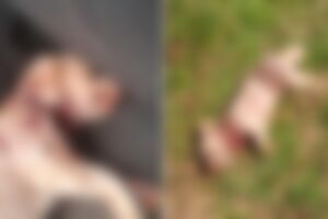 Poodle &eacute; morto durante ataque de c&atilde;es no Jardim Col&uacute;mbia