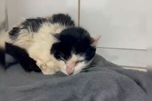 Gatinho debilitado busca nova chance ap&oacute;s resgate na Vila Planalto (v&iacute;deo)