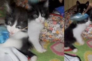 Protetora enfrenta abandono de filhotes e busca apoio para gatinho Teletom em Campo Grande (v&iacute;deo)