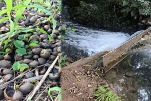 MPMS investiga empresa tur&iacute;stica em Bonito por polui&ccedil;&atilde;o e destrui&ccedil;&atilde;o de vegeta&ccedil;&atilde;o aqu&aacute;tica