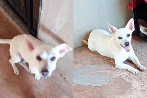 Final feliz: c&atilde;o resgatado &eacute; encontrado ap&oacute;s quase 24 horas desaparecido no Centen&aacute;rio