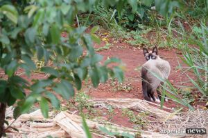 Local dever&aacute; receber c&atilde;es, gatos, aves e animais de grande porte resgatados de situa&ccedil;&otilde;es de abandono ou maus-tratos