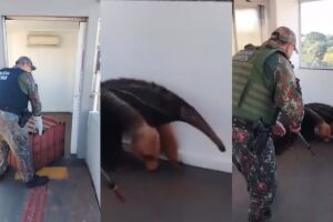 Comprinhas? Tamandu&aacute;-bandeira &eacute; resgatado dentro de shopping em Campo Grande (v&iacute;deo)