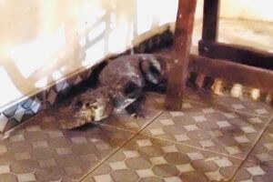 Visitinha? Morador chega em casa e encontra jacar&eacute; na garagem, em Aquidauana